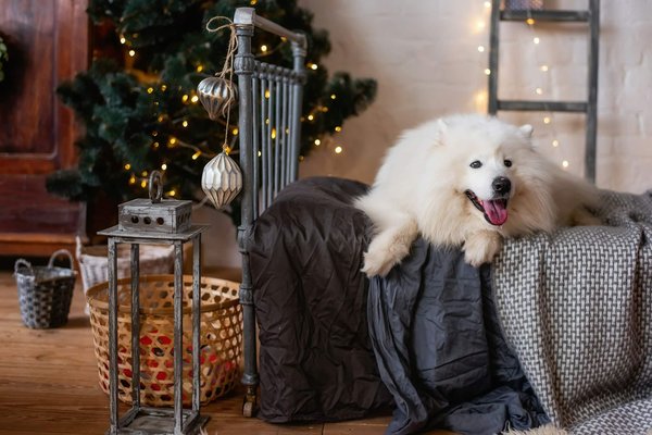 Décoration loup : conseils pour intégrer le thème dans une chambre à coucher